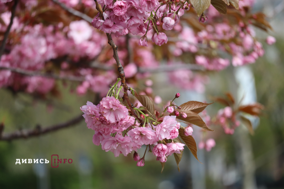 Де у Львові побачити, як квітнуть сакури: світлини з квіткових локацій - 8