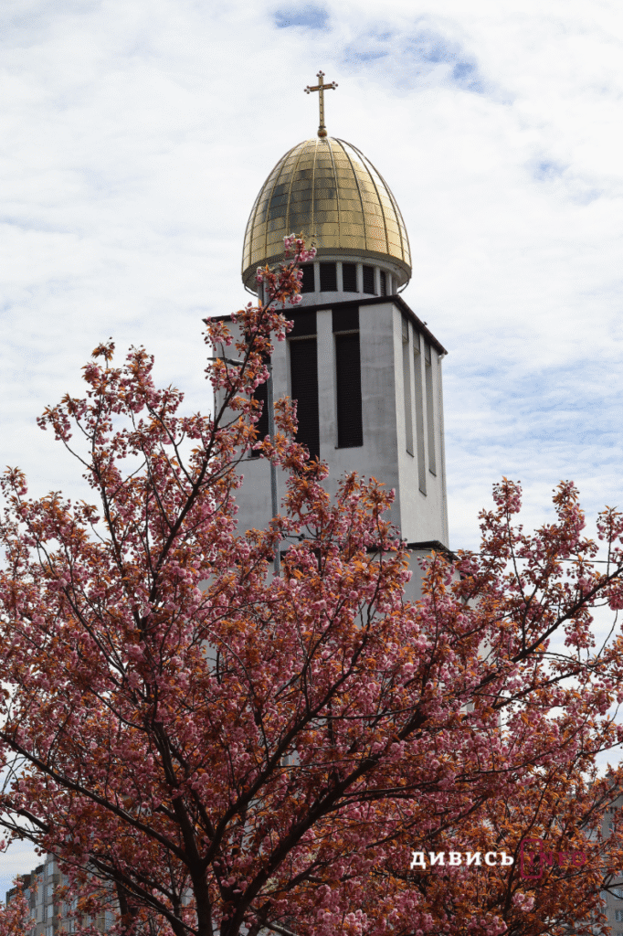 Де у Львові побачити, як квітнуть сакури: світлини з квіткових локацій - 15