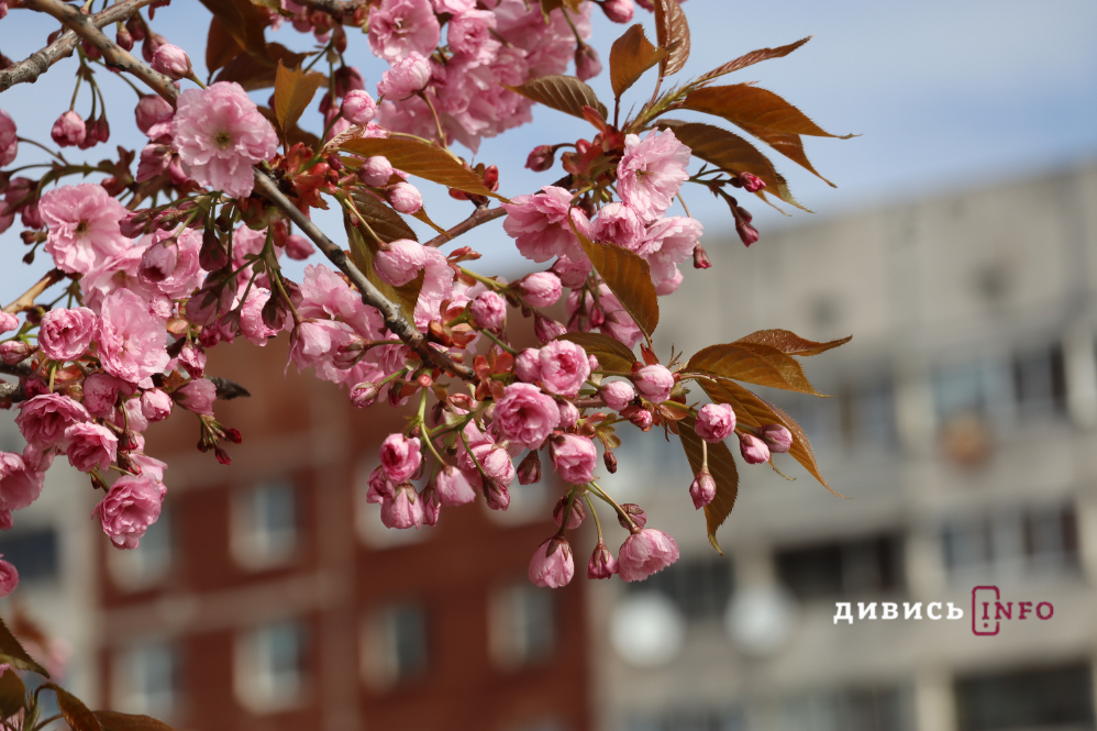 Де у Львові побачити, як квітнуть сакури: світлини з квіткових локацій - 13