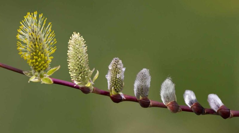 «На освяченій вербі можна врятуватися від кінця світу», — дослідниця про вірування та символіку Вербної неділі - 4