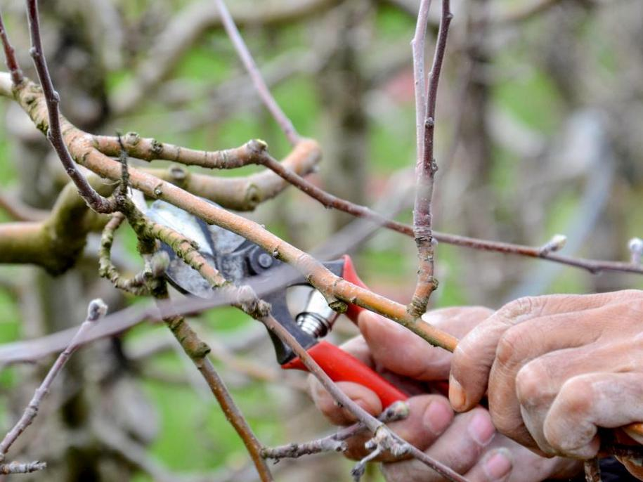 «Правильні рослини — в правильних місцях», — львівська садівниця про поради з озеленення та поширені міфи догляду за рослинами - 12