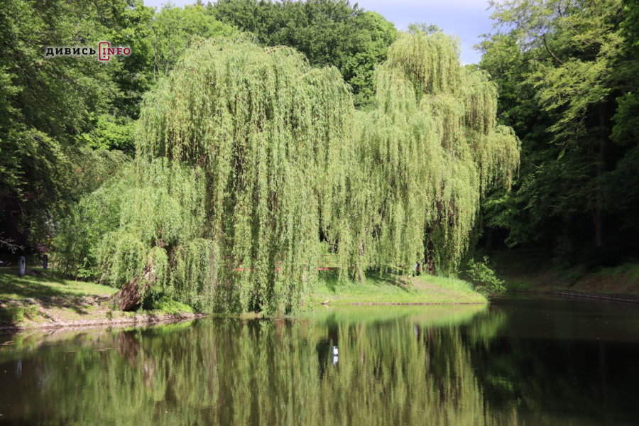 «На освяченій вербі можна врятуватися від кінця світу», — дослідниця про вірування та символіку Вербної неділі - 9