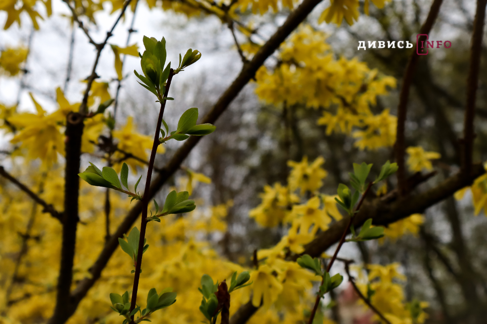 Яким є Львів навесні: світлини з квіткових локацій міста - 1