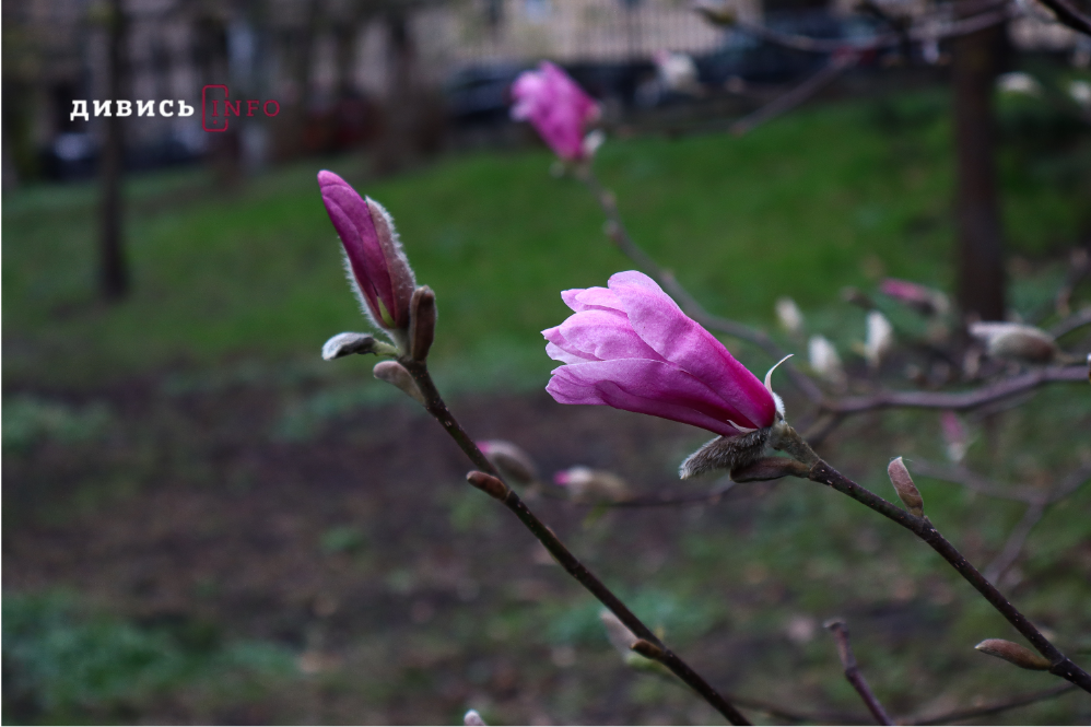 Яким є Львів навесні: світлини з квіткових локацій міста - 8