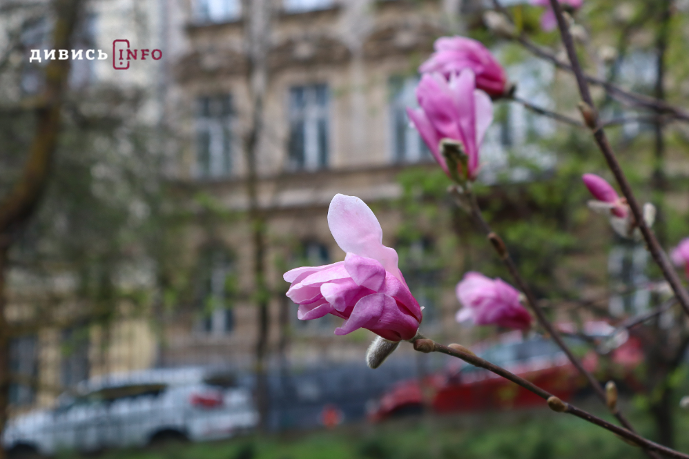 Яким є Львів навесні: світлини з квіткових локацій міста - 5