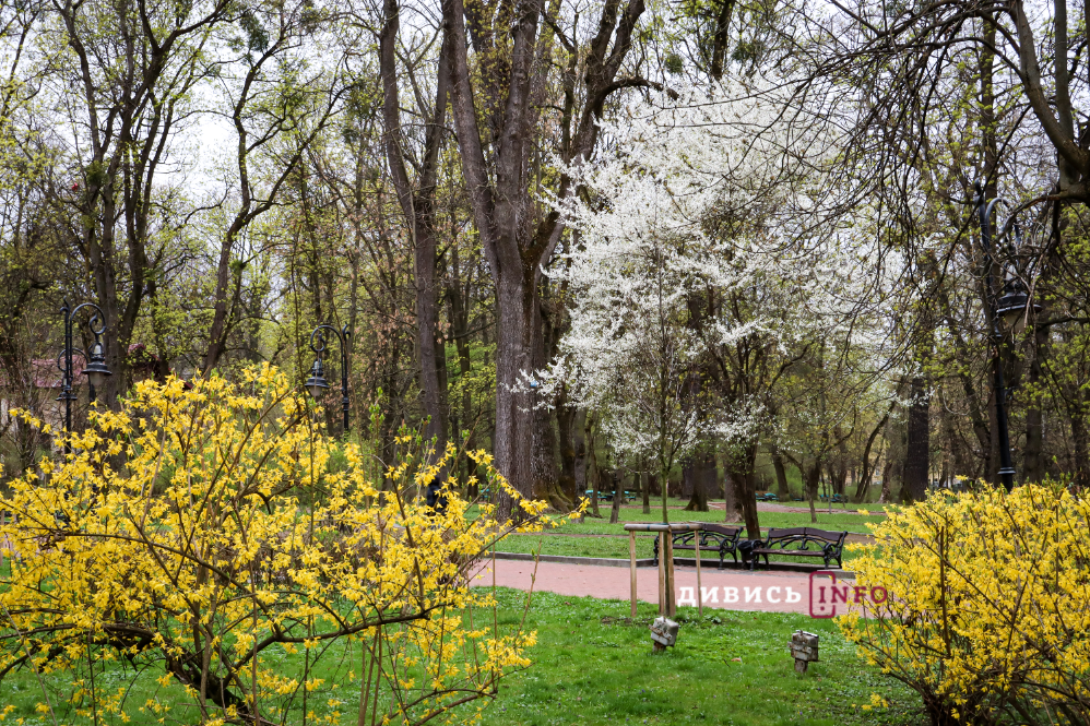 Яким є Львів навесні: світлини з квіткових локацій міста - 3