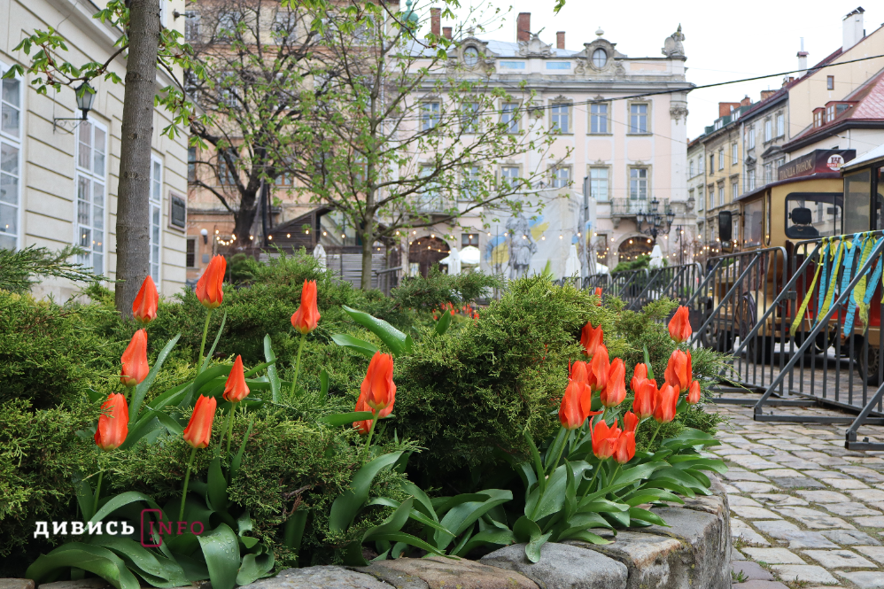 Яким є Львів навесні: світлини з квіткових локацій міста - 9