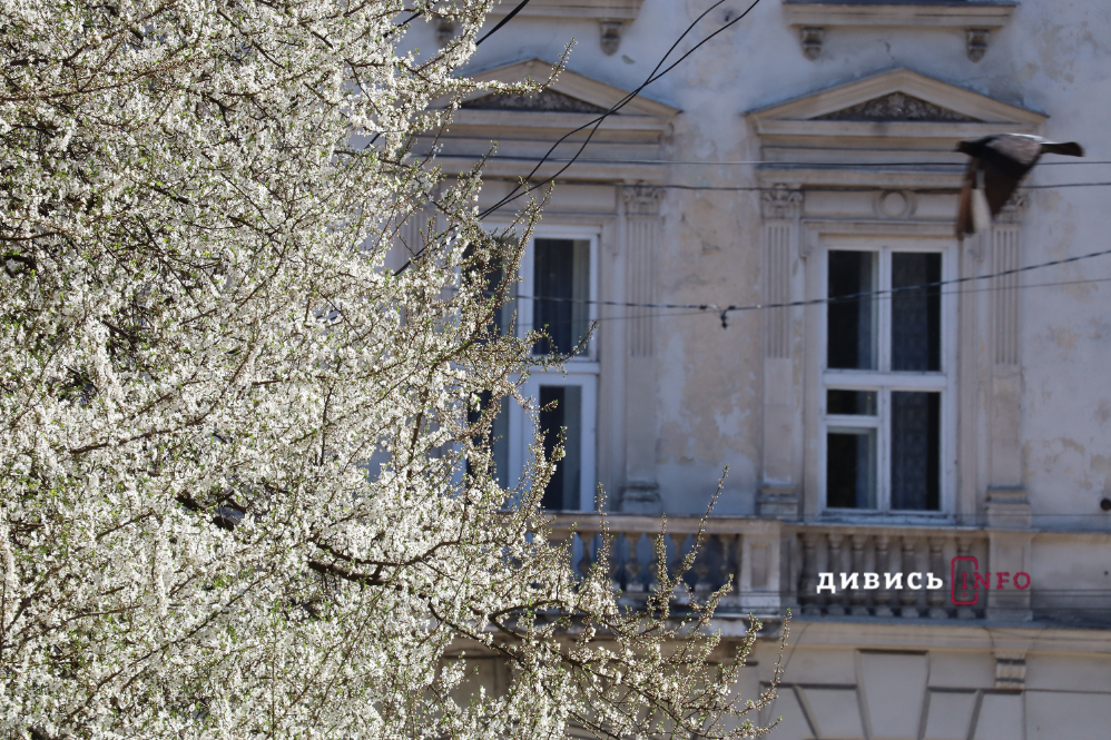 Яким є Львів навесні: світлини з квіткових локацій міста - 11