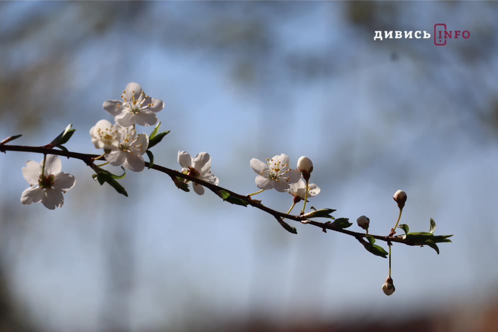 Яким є Львів навесні: світлини з квіткових локацій міста - 17
