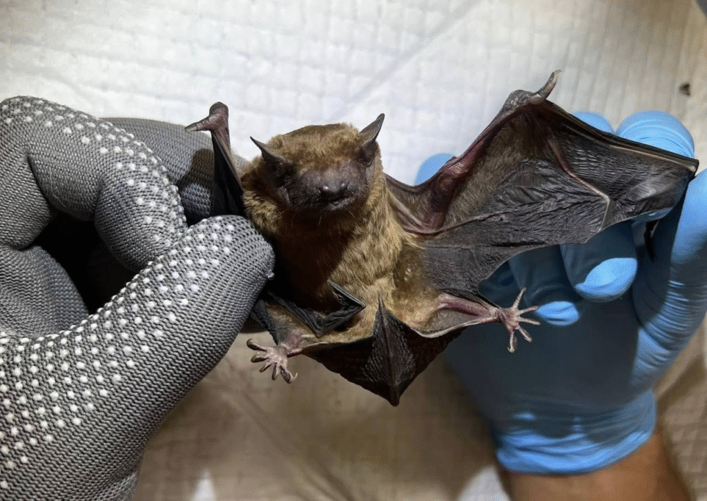 «Політ в нове життя»: у Львові випустили пів сотні кажанів (фото) - 8