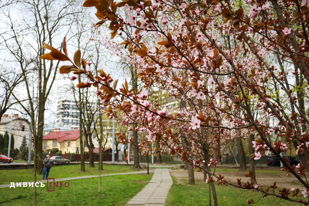 Яким є Львів навесні: світлини з квіткових локацій міста - 19