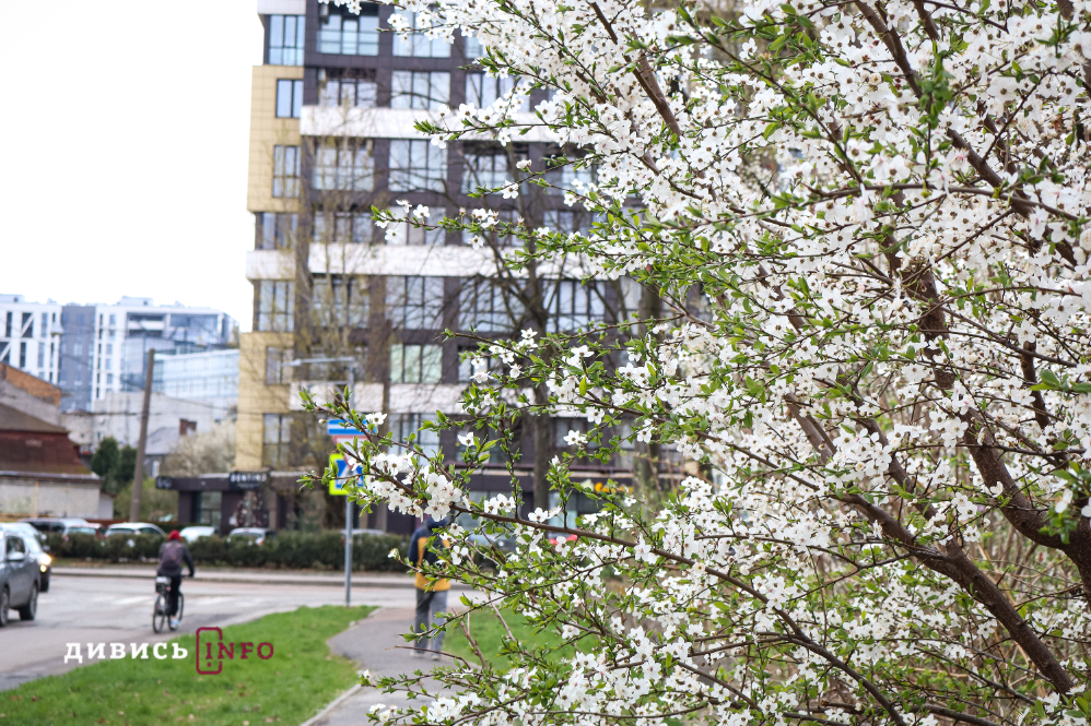 Яким є Львів навесні: світлини з квіткових локацій міста - 13