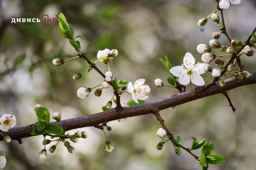 Яким є Львів навесні: світлини з квіткових локацій міста - 14