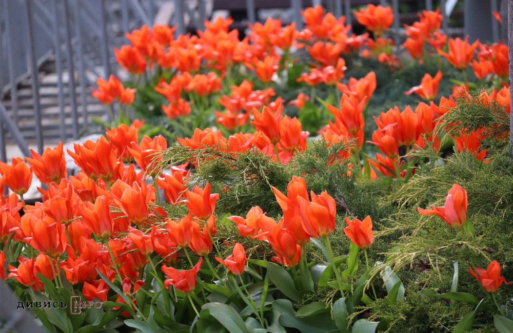 «Правильні рослини — в правильних місцях», — львівська садівниця про поради з озеленення та поширені міфи догляду за рослинами - 14