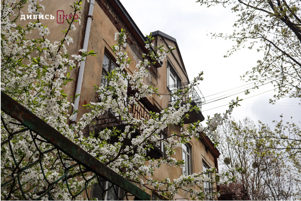 Яким є Львів навесні: світлини з квіткових локацій міста - 15