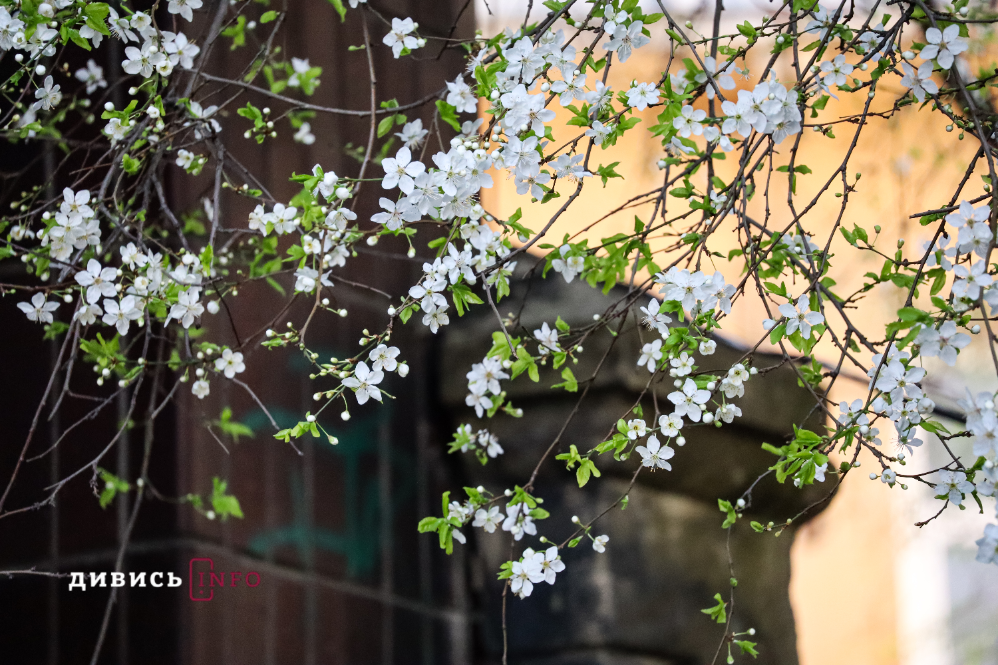 Яким є Львів навесні: світлини з квіткових локацій міста - 16