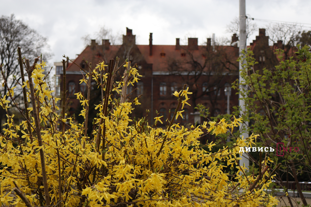 Яким є Львів навесні: світлини з квіткових локацій міста - 2