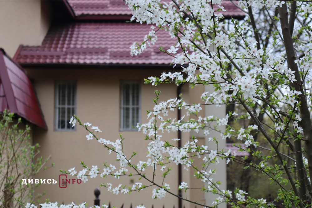 Яким є Львів навесні: світлини з квіткових локацій міста - 4