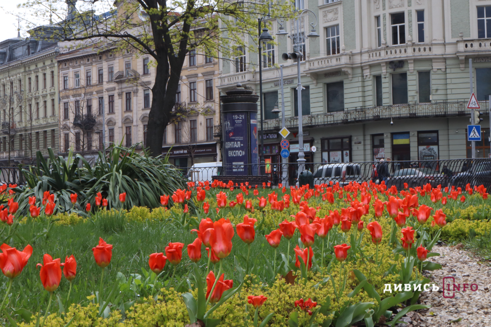 Яким є Львів навесні: світлини з квіткових локацій міста - 23