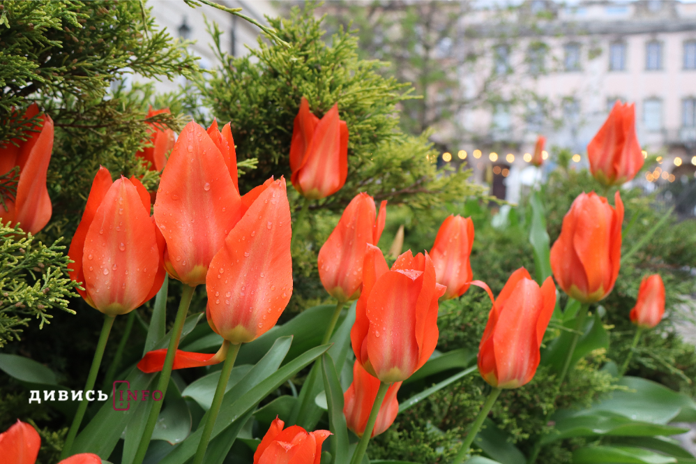 Яким є Львів навесні: світлини з квіткових локацій міста - 10