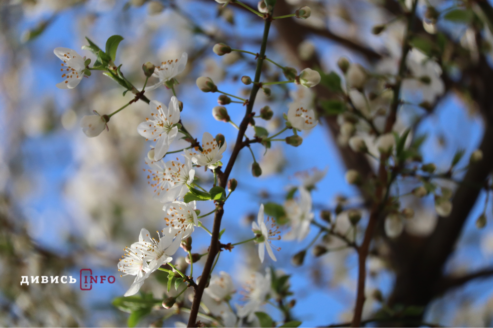 Яким є Львів навесні: світлини з квіткових локацій міста - 18