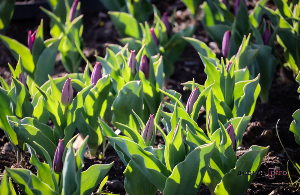 «Правильні рослини — в правильних місцях», — львівська садівниця про поради з озеленення та поширені міфи догляду за рослинами - 2