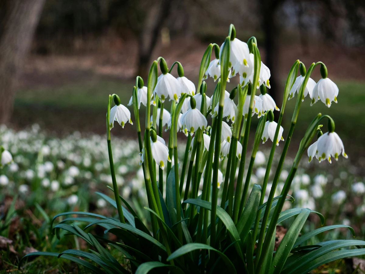 na-lvivshchyni-planuyut-stvoryty-novu-ohoronnu-zonu-dlya-zberezhennya-bilotsvitu-vesnyanogo-4