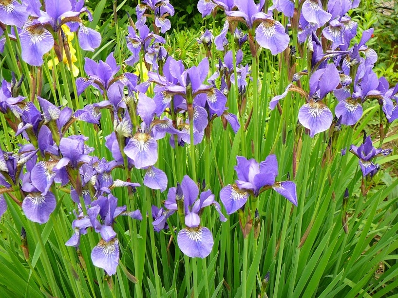 «Правильні рослини — в правильних місцях», — львівська садівниця про поради з озеленення та поширені міфи догляду за рослинами - 4