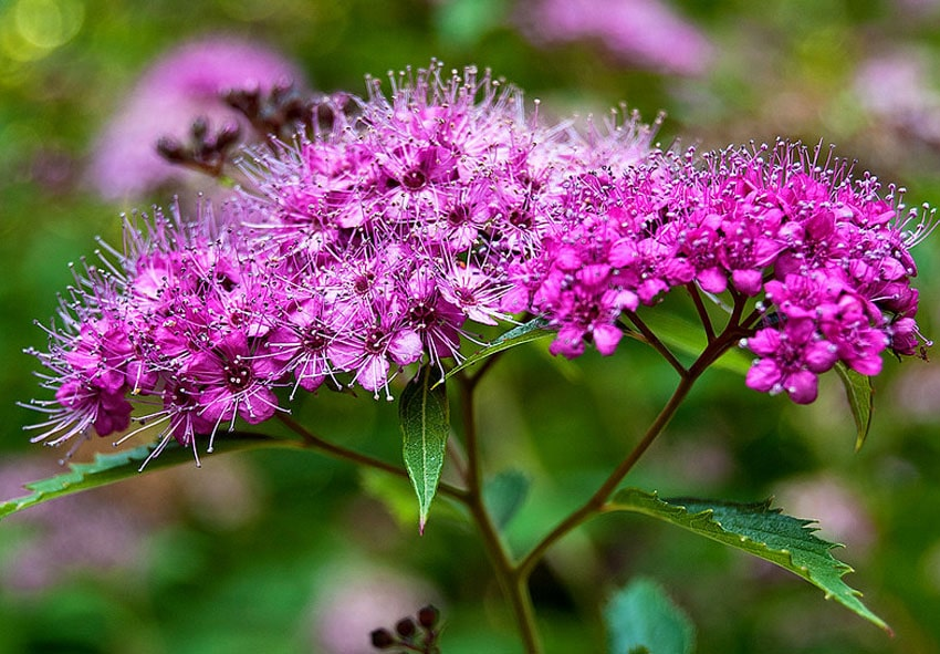 «Правильні рослини — в правильних місцях», — львівська садівниця про поради з озеленення та поширені міфи догляду за рослинами - 7