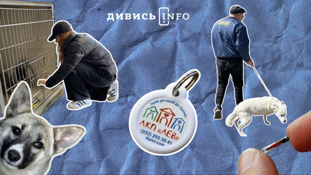 Повернення з полону львівського студента, громадські простори, чипування тварин: головні новини дня - 6