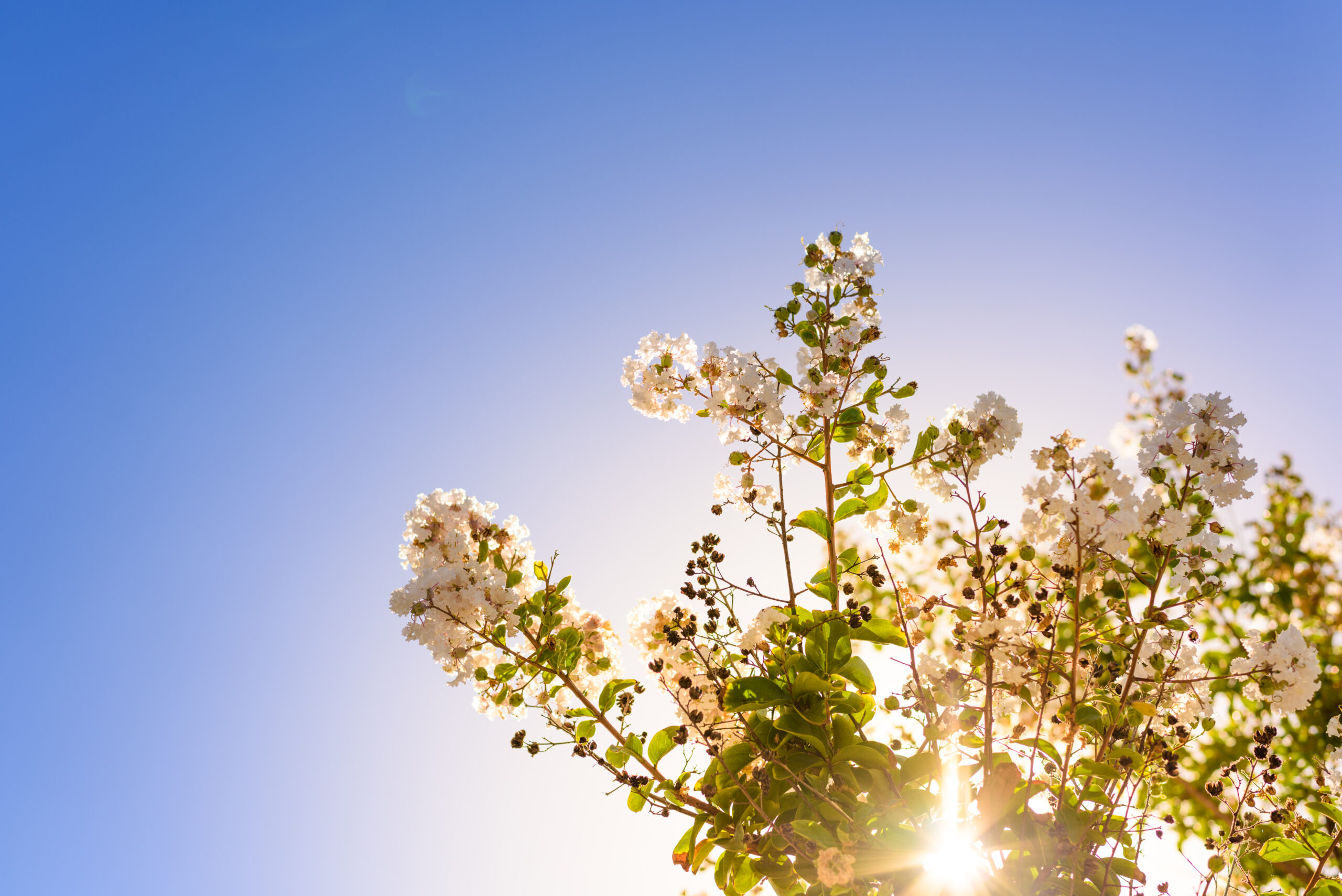 Beautiful wild flower in morning backlight, against blue sky bac
