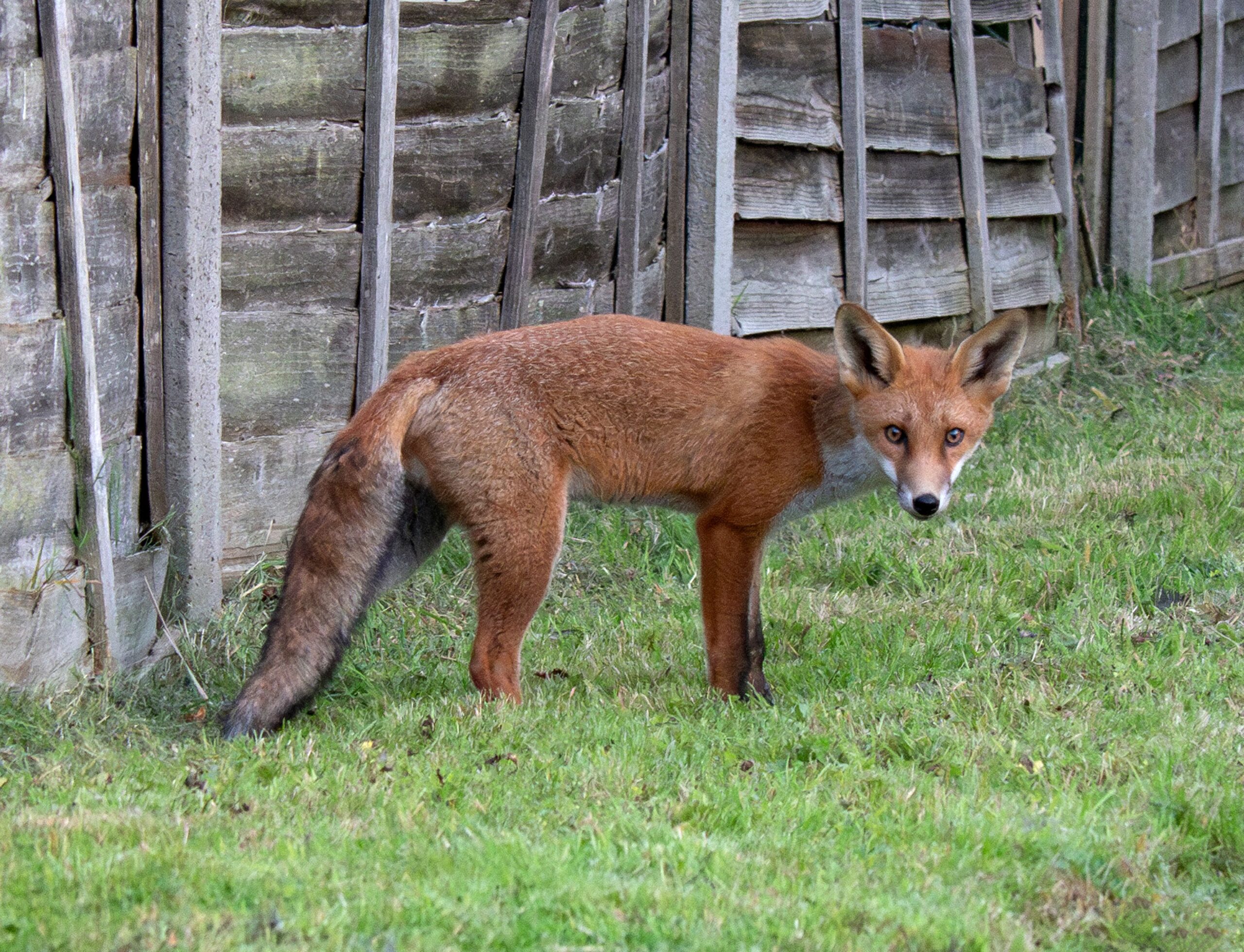 лисиця