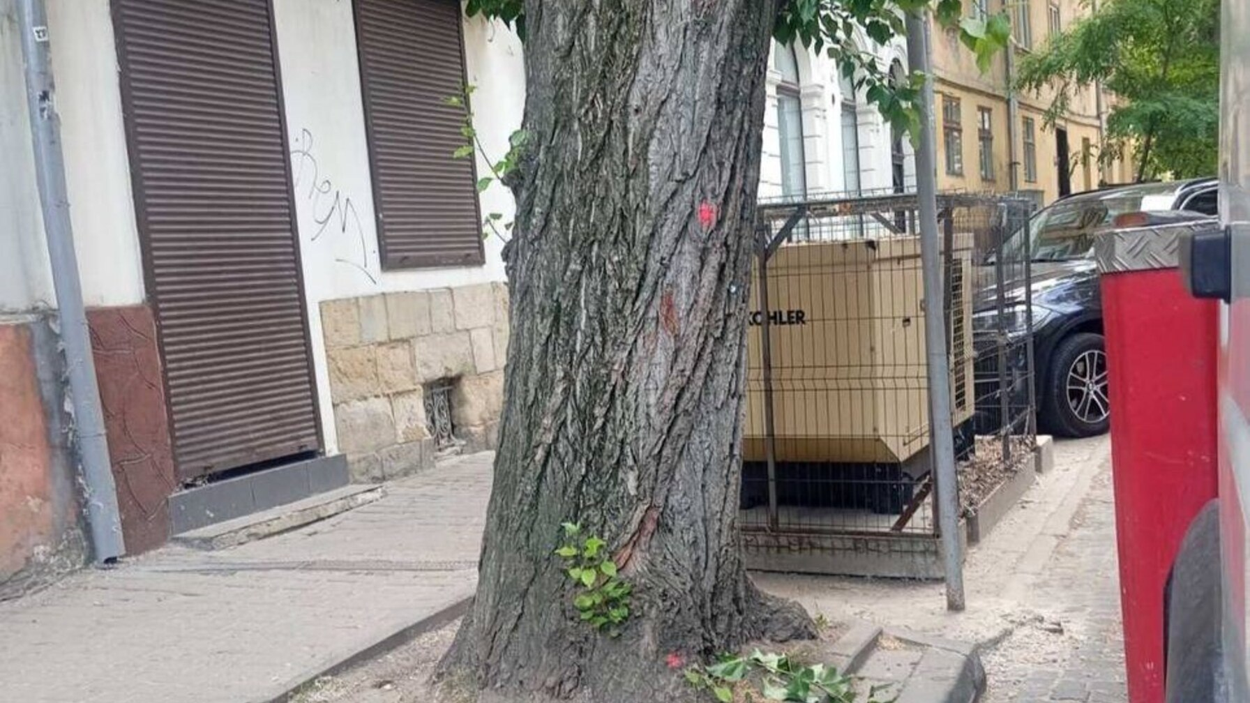 дерево