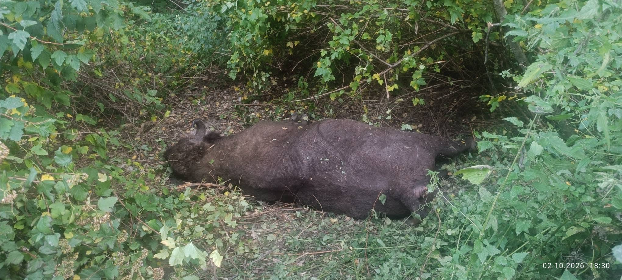 На Львівщині вантажівка на смерть збила червонокнижного зубра - 1