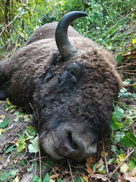 На Львівщині вантажівка на смерть збила червонокнижного зубра - 2