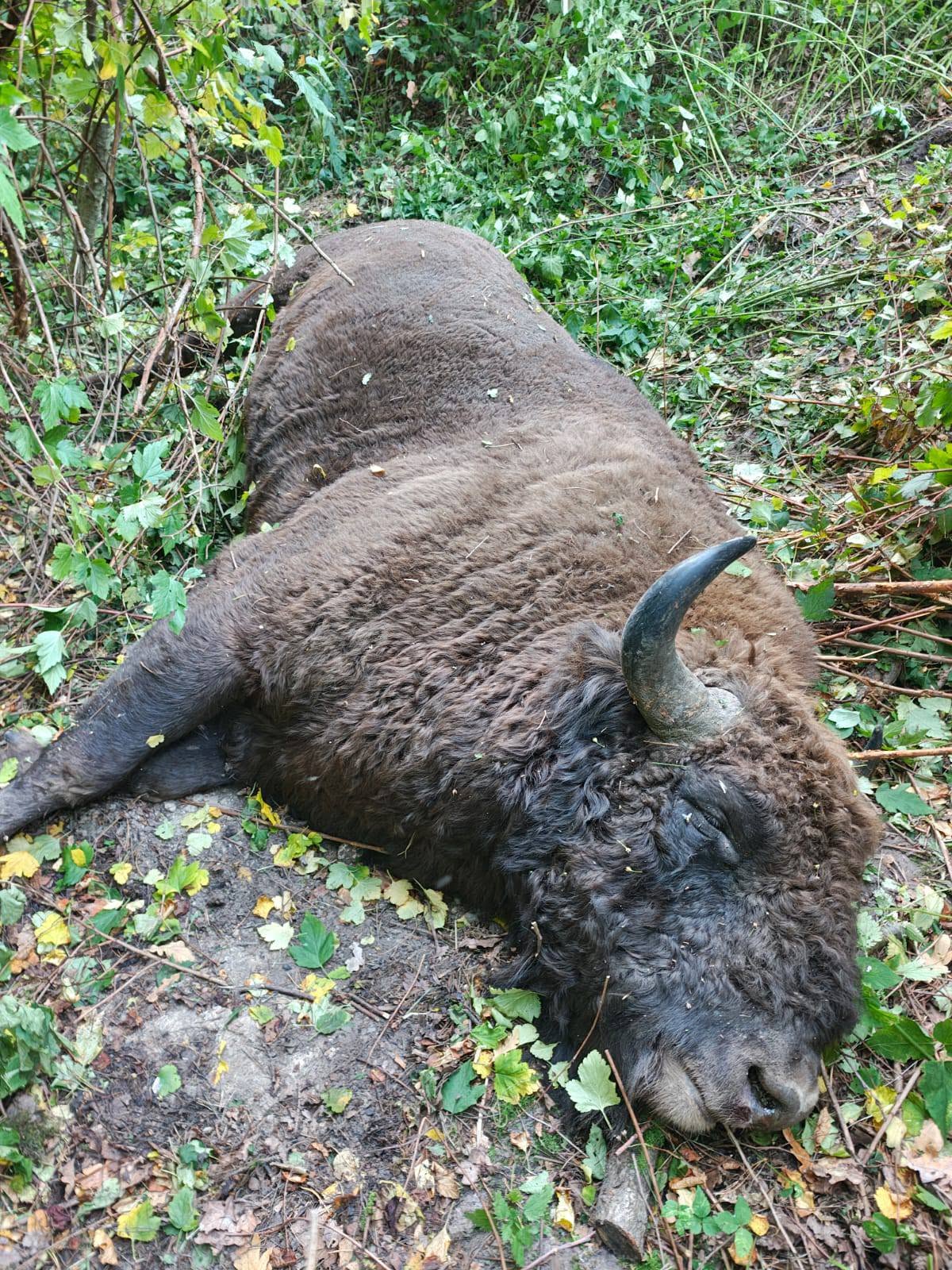 На Львівщині вантажівка на смерть збила червонокнижного зубра - 5