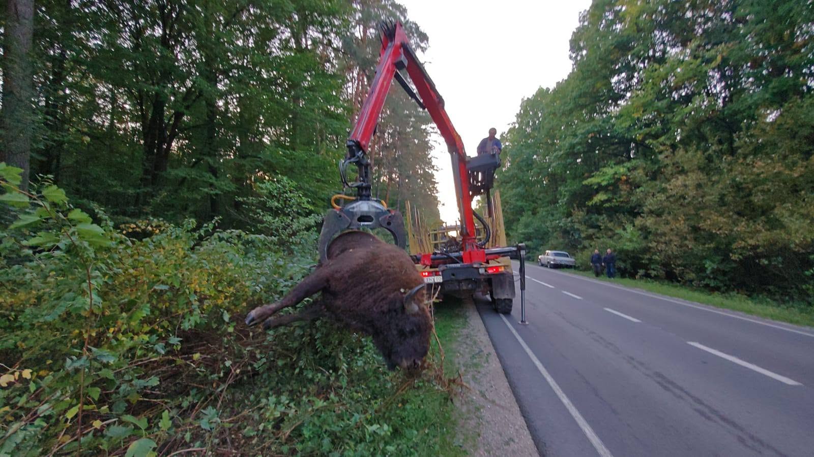 На Львівщині вантажівка на смерть збила червонокнижного зубра - 8