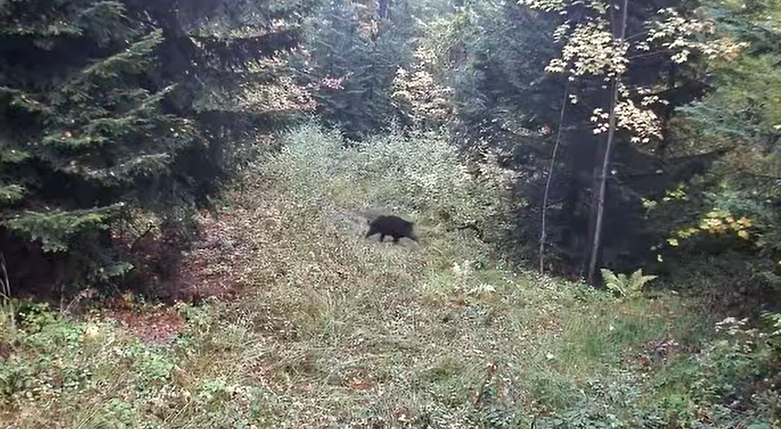 Без імені