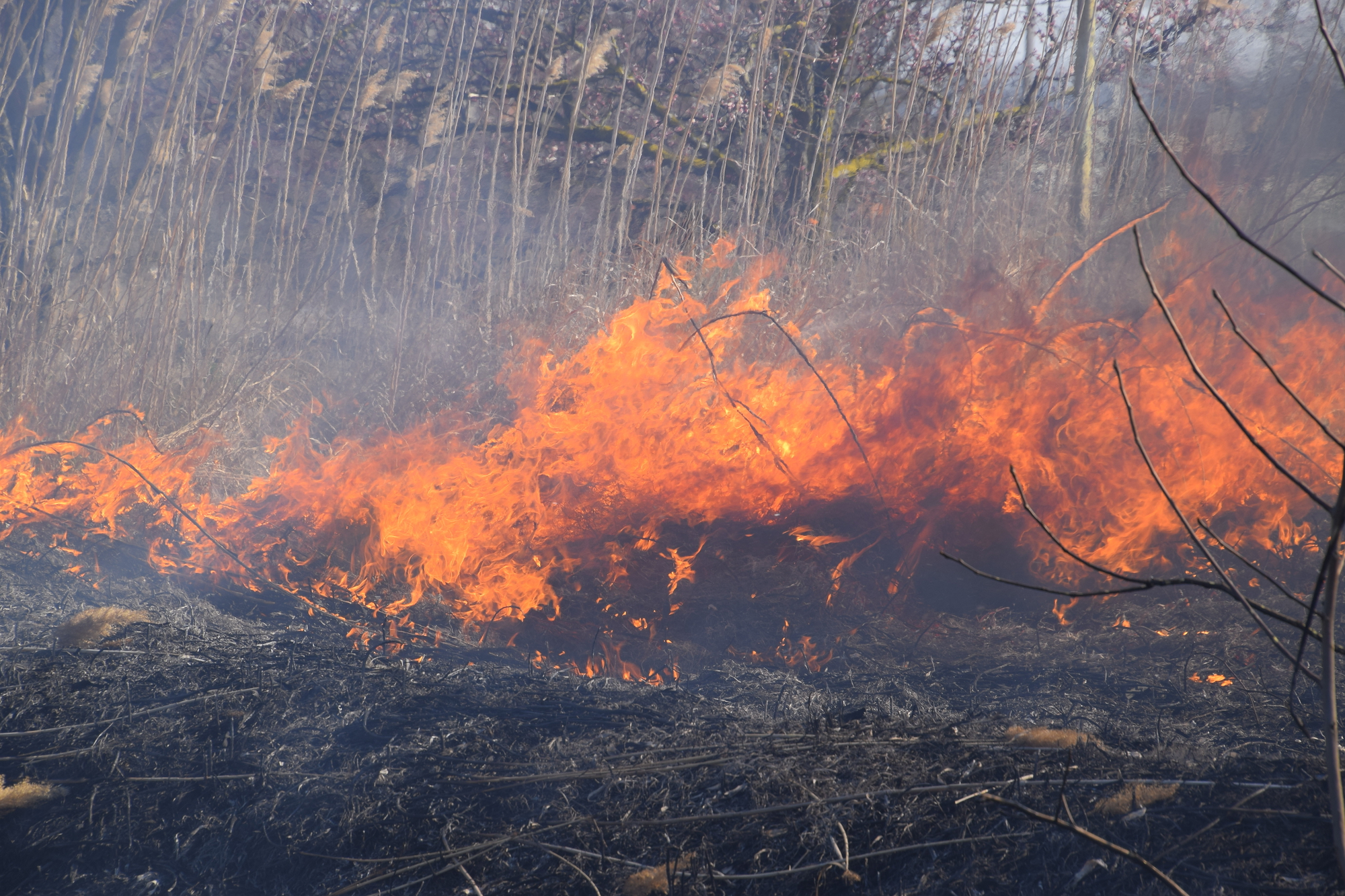 Fire on a plot of dry grass, burning of dry grass and reeds